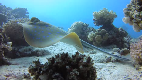 Blau-Gefleckter-Stachelrochen,-Der-Um-Ein-Wunderschönes-Korallenriff-In-Verschiedene-Richtungen-Schwimmt