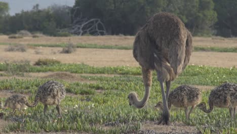 High-Definition-slow-motion-shot-of-ostrich-eating-with-her-chicks