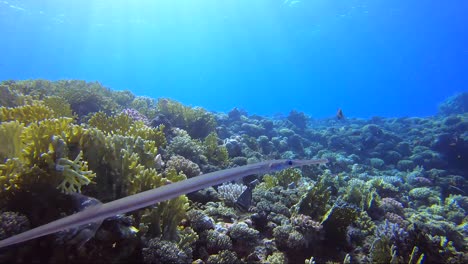 Cornet-Fische,-Die-Das-Korallenriff-Kreuzen