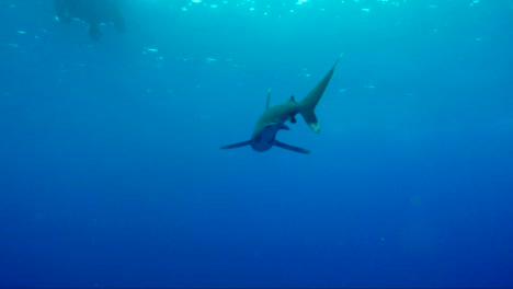 Ozeanischer-Weißspitzenhai-Schwimmt-Mit-Lotsenfischen-Vor-Ihr-Auf-Die-Kamera-Zu-Und-Dann-Weg