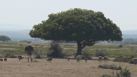 High-Definition-wide-shot-of-ostrich-eating-with-her-chicks-around-African-tree