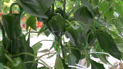 A-plant-with-very-large-green-peppers