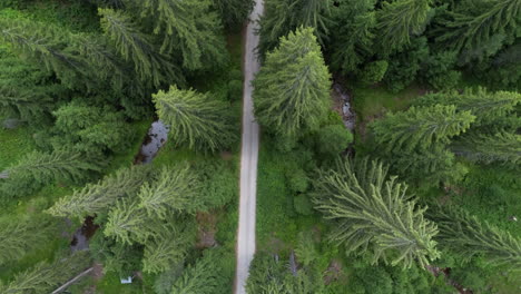rising-above-a-road-surrounded-by-tall-pines