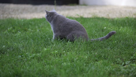 British-shorthair-blue-cat-walks-on-green-grass