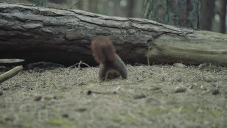 Eichhörnchen,-Das-Sich-Im-Wald-Bewegt-Und-Nüsse-Sammelt-Und-Vergräbt