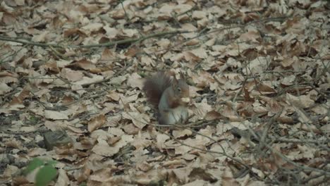 Red-Squirrel-moving-in-the-woods-collecting-and-burying-nuts