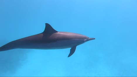Dolphin-splits-from-pod-to-swim-past-solo