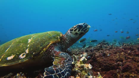 Turtle-eating-from-the-rubble-coral
