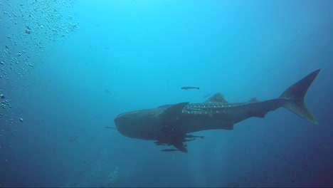 Whaleshark-swimming-with-remora