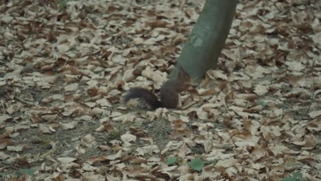 Red-Squirrel-moving-in-the-woods-collecting-and-burying-nuts