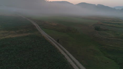 horse-in-a-foggy-field-to-a-dirt-road