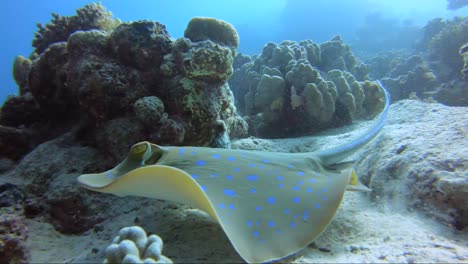 Blue-spotted-stingray-swimming-away-from-a-beautiful-tropical-coral-reef