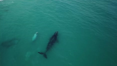 4k-drone-shot-of-whale-and-albino-calf