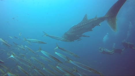 Tiburón-Ballena-Se-Aleja-Nadando-Con-Escuela-De-Barracudas