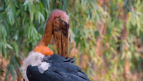 Ein-Großer-Vogel-Aus-Der-Familie-Der-Storche,-Der-In-Südasien-Weit-Verbreitet-Ist-Und-Jetzt-Aufgrund-Des-Verlusts-Seines-Lebensraums-Gefährdet-Ist