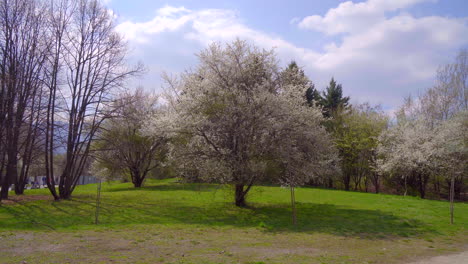 Frühlingsbaum-Ganz-In-Weiß-Blühenden-Farben-Bedeckt