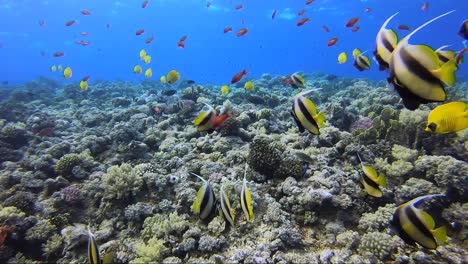 Schwarm-Wimpelfische-Und-Falterfische-An-Einem-Tropischen-Korallenriff