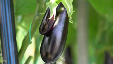 close-up-of-aubergine