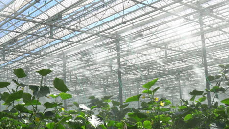 watering-moisturization-of-cucumber-plantation