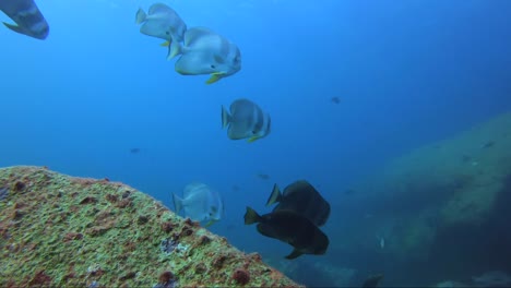 Fledermausfischschwärme-Im-Blauen-Wasser-über-Steinkorallen