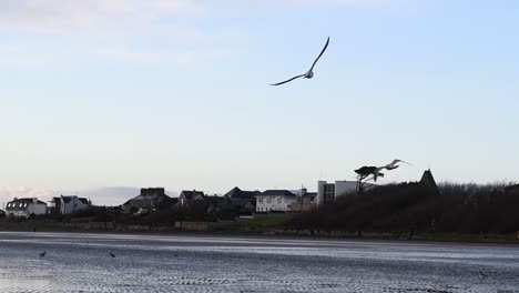 Seagulls-flying-up-through-the-sky-at-the-beach-at-sunrise-golden-hour-in-a-slow-motion-shot