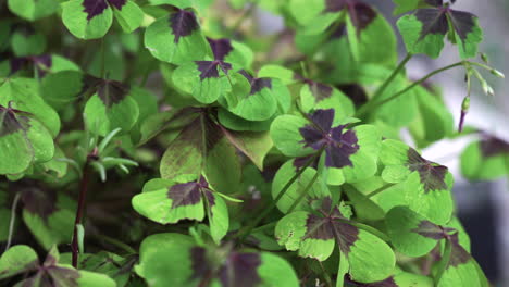 close-up-of-a-group-of-four-leaf-clovers