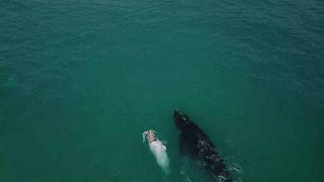 4k-Drone-shot-of-whale-with-albino-calf