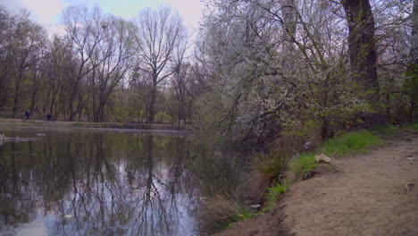 Lake-shore-in-a-park-with-flowering-trees-in-the-spring