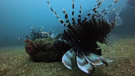 Lion-fish-circling-a-baby-octopus-on-a-rock
