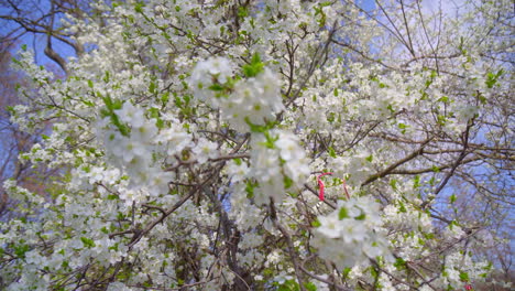 close-up-of-branches-covered-with-flowering-colors