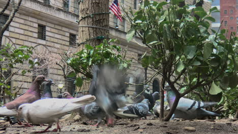 New-York-pigeons-in-park-take-flight