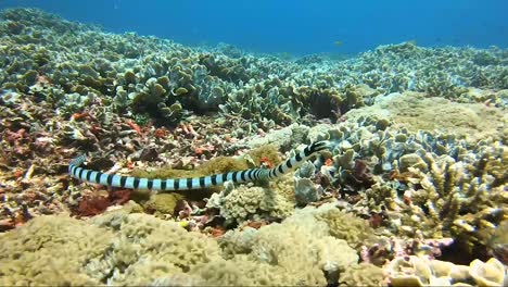 Banded-sea-snake-swims-side-on-and-towards-camera-on-colourful-reef