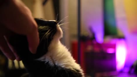 Petting-a-very-cute-little-black-and-white-kitten-who-lives-in-a-recording-studio