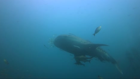 Walhai-Schwimmt-Auf-Und-Vorbei,-Schön-Und-Nah-An-Der-Kamera