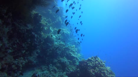 School-of-black-fish-swim-up-the-reef-wall-towards-the-sunshine-and-blue-water
