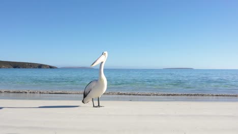 A-lone-pelican-walks-along-a-calm-beach