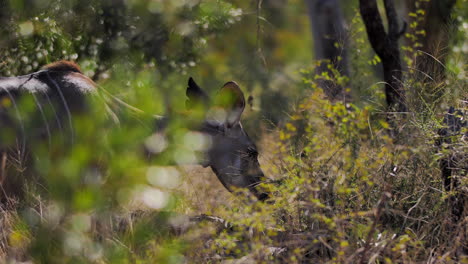Young-wild-female-Kudu-deer-antelope-is-eating-in-the-bush