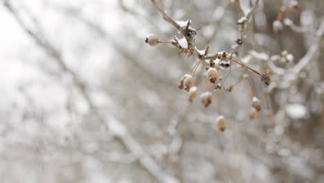 Tree-Branch-in-Snow-with-Berries---Slow-Motion---02