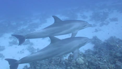 Delphinpaar-Schwimmt-Nah-An-Der-Kamera-Und-Kommuniziert