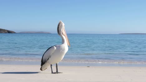 A-lone-pelican-stands-on-a-calm-beach