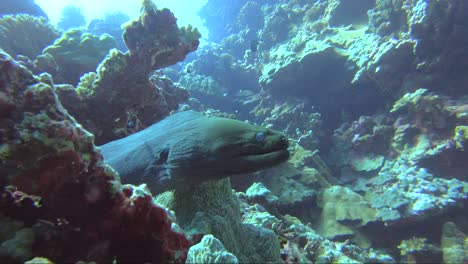 Giant-moray-eel-being-cleaned-with-the-coral-reef-sloping-up-behind