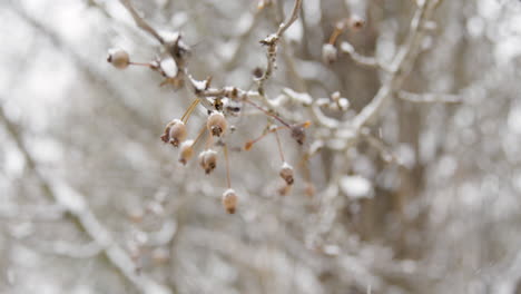 Tree-Branch-in-Snow-with-Berries---Slow-Motion---01