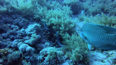 Giant-moray-eel-swims-around-reef-with-napoleon-wrasse-on-the-hunt-through-the-coral