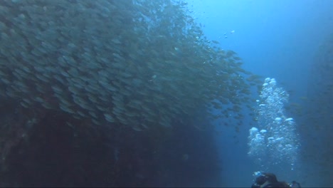 Diver-swims-into-fish-schooling-on-a-mountain-coral-reef