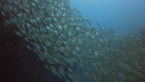 Fischschwärme-In-Einer-Reihe-Vom-Korallenriff-Herab,-Auf-Denen-Das-Sonnenlicht-Schimmert
