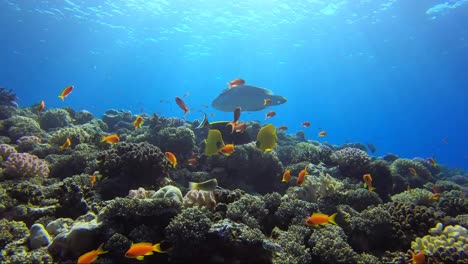 Napoleon-Lippfisch-Schwimmt-über-Die-Spitze-Des-Tropischen-Korallenriffs,-Wobei-Die-Sonnenstrahlen-Durchscheinen