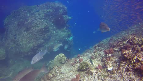 Trevali,-Makrelen-Und-Kaiserfische-Kreuzen-Das-Tropische-Korallenriff