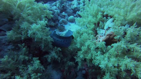 Giant-moray-eel-emerges-out-of-coral-towards-camera-before-getting-scared-and-turning-away