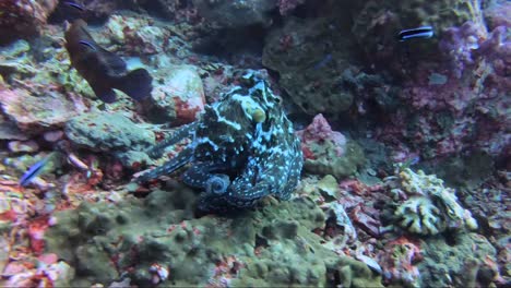 Octopus-leaps-between-coral-reef-in-slow-motion