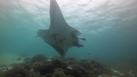 Giant-manta-ray-with-a-bite-from-a-shark-out-of-its-right-wing-cruising-the-reef-and-showing-its-belly-to-camera